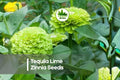 Tequila Lime Zinnia Seeds - Bright Lime Green Blooms, Pollinator-Friendly, Annual, Zinnia elegans