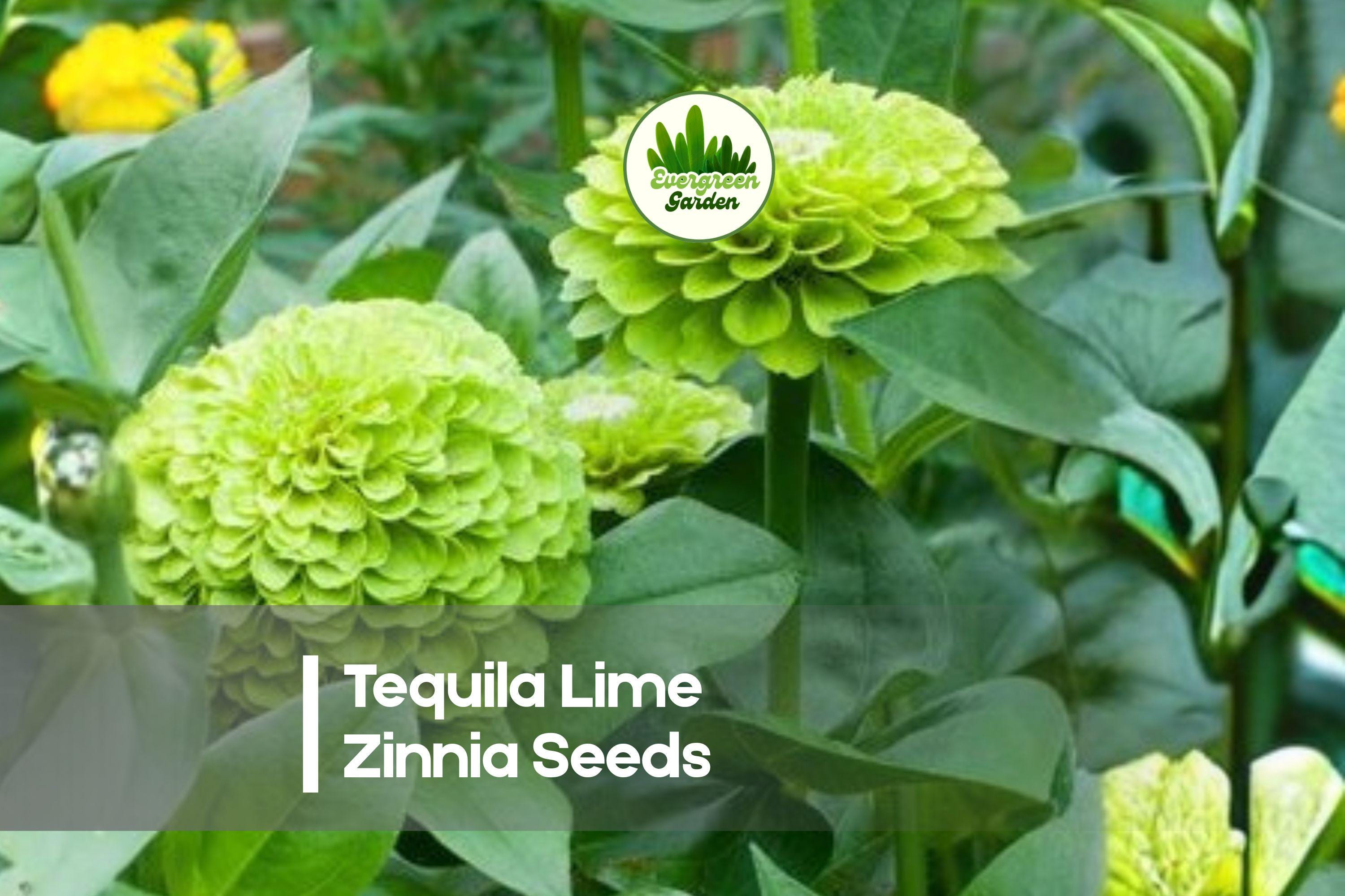Tequila Lime Zinnia Seeds - Bright Lime Green Blooms, Pollinator-Friendly, Annual, Zinnia elegans