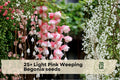 25+ Light Pink Weeping Begonia Seeds – Ornamental Flowering Plant for Containers & Hanging Baskets, Begonia spp.