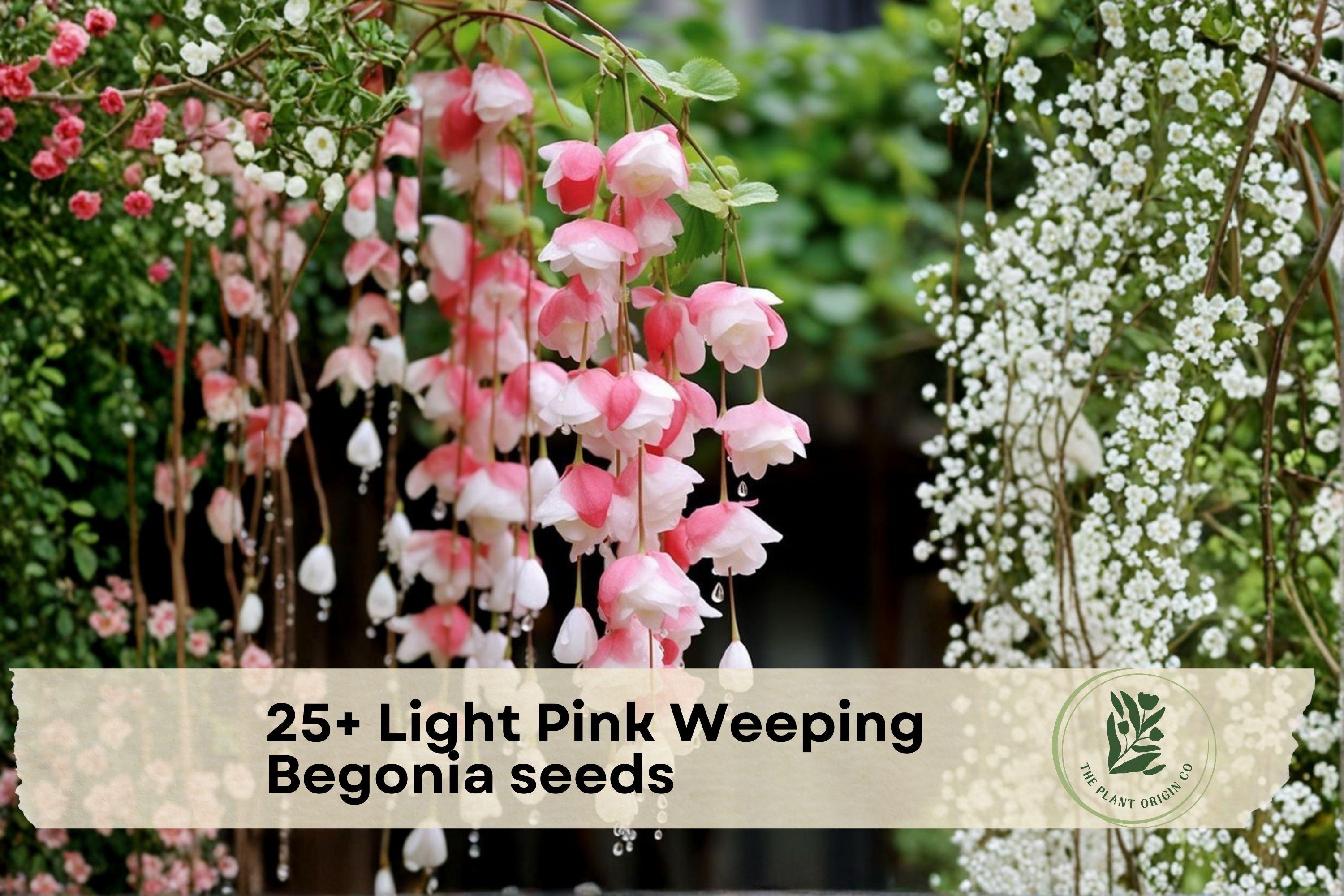 25+ Light Pink Weeping Begonia Seeds – Ornamental Flowering Plant for Containers & Hanging Baskets, Begonia spp.