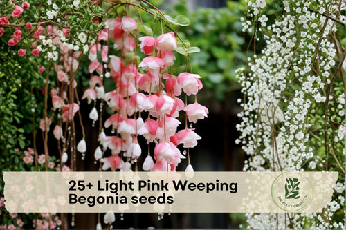 25+ Light Pink Weeping Begonia Seeds – Ornamental Flowering Plant for Containers & Hanging Baskets, Begonia spp.