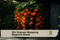 Orange Weeping Begonia Seeds – Trailing Flowering Plant for Baskets & Containers – Begonia spp.