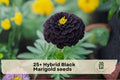 25+ Hybrid Black Marigold Seeds - Dark Red to Near Black Blooms, Annual Flower for Garden Beds & Containers, Tagetes spp.