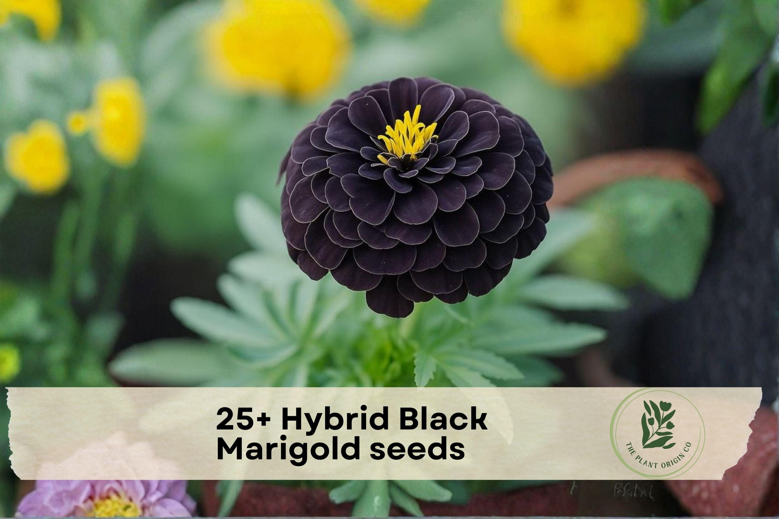 25+ Hybrid Black Marigold Seeds - Dark Red to Near Black Blooms, Annual Flower for Garden Beds & Containers, Tagetes spp.