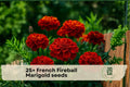 French Fireball Marigold Seeds – Bright Red and Orange Blooms, Tagetes patula, Annual Flower for Garden Beds & Containers