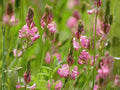 Shoshone Sainfoin Seeds – Drought Tolerant Perennial Legume for Forage, Soil Improvement, Pollinator Habitat – Onobrychis viciifolia