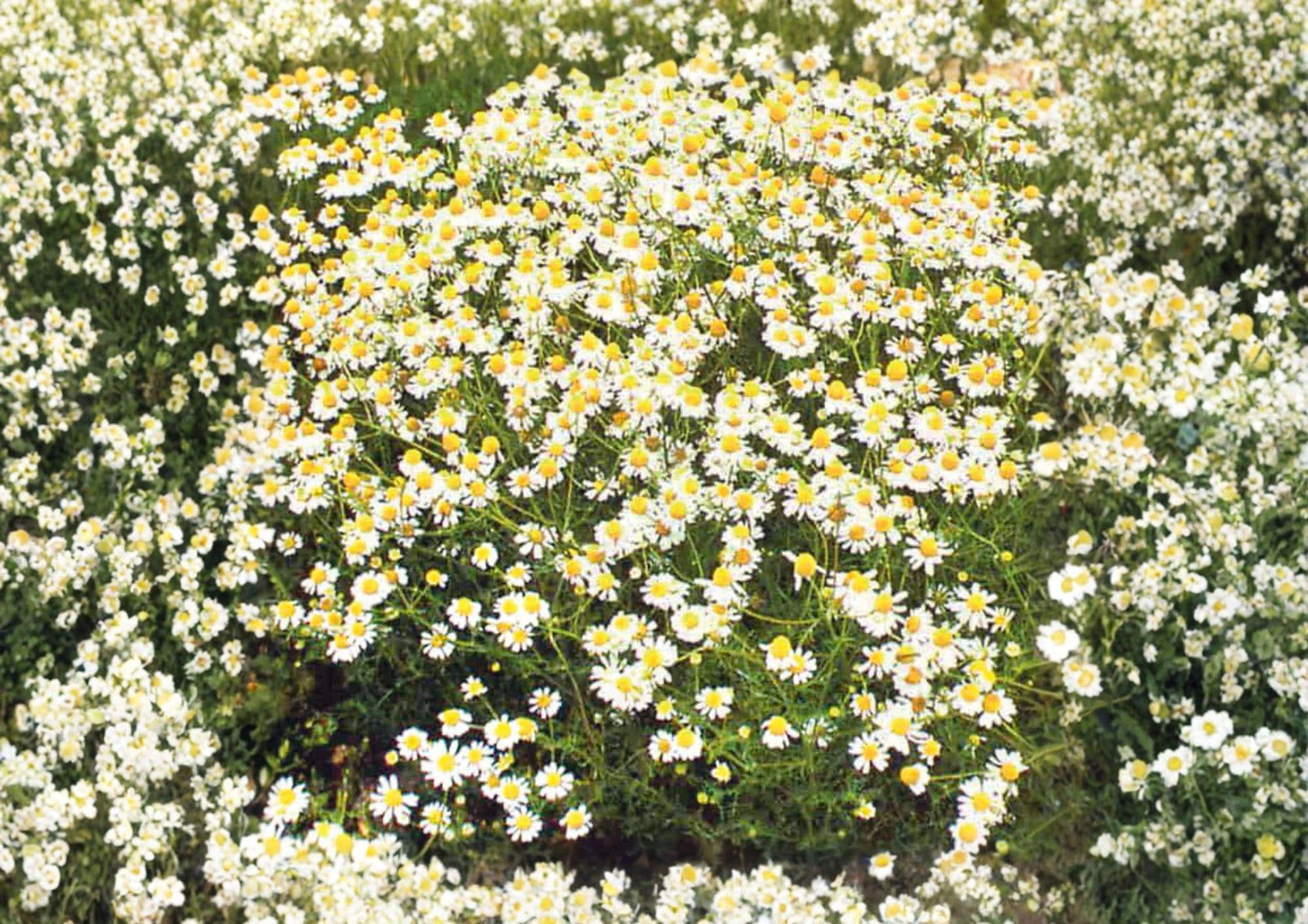 German Chamomile Seeds 3000+ Heirloom Medicinal Herb Groundcover Annual Flower Matricaria chamomilla