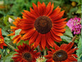 Velvet Queen Sunflower Seeds – 15 Deep Red Heirloom Annuals for Cut Flowers & Garden Borders – Helianthus annuus
