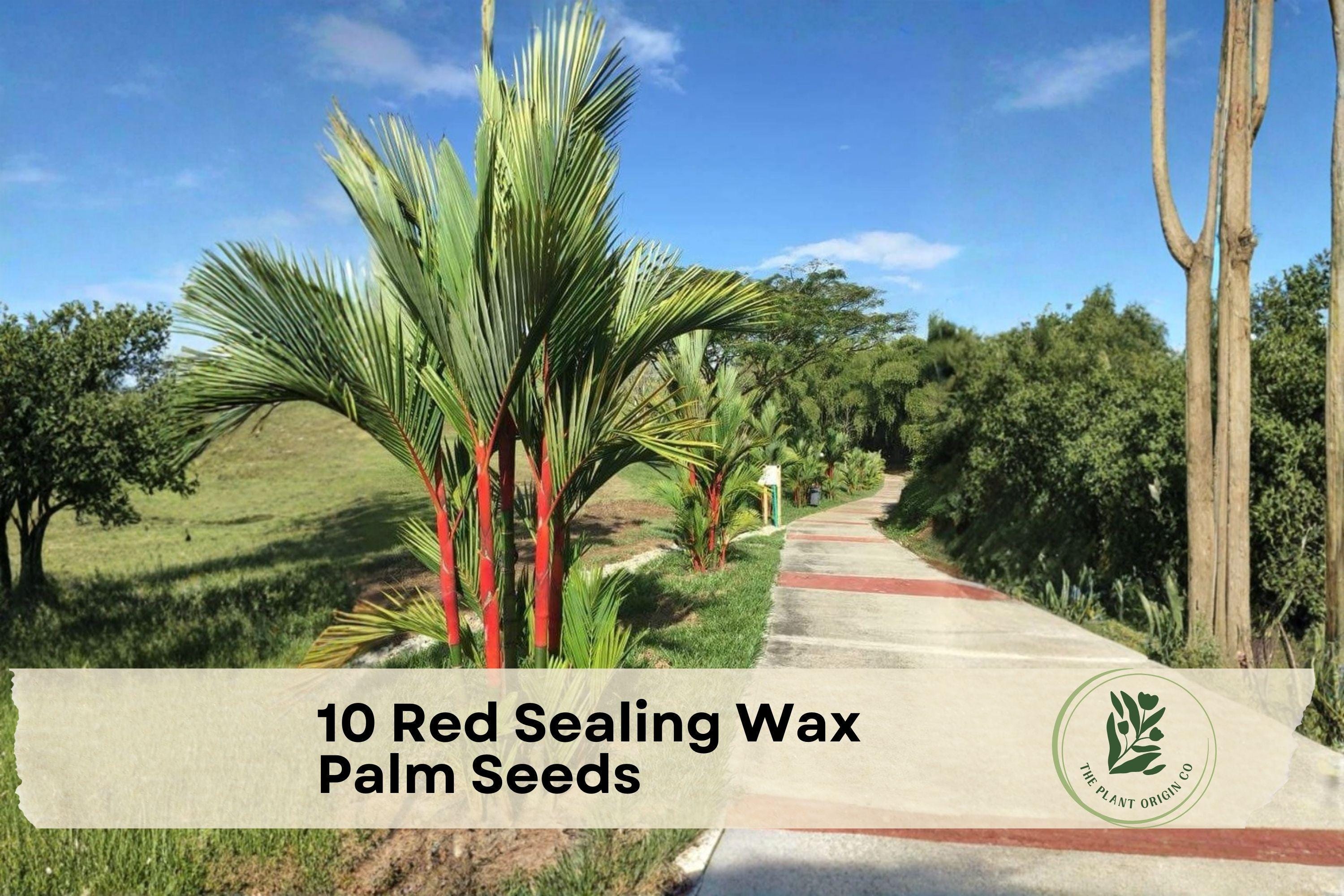 Red Sealing Wax Palm Seeds Cyrtostachys renda - Exotic Tropical Ornamental Plant for Indoor & Garden Growth