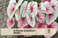 6 Fiesta Caladium Bulbs - Caladium bicolor, Colorful Fancy Leaf Tropical Foliage for Shade Gardens & Containers