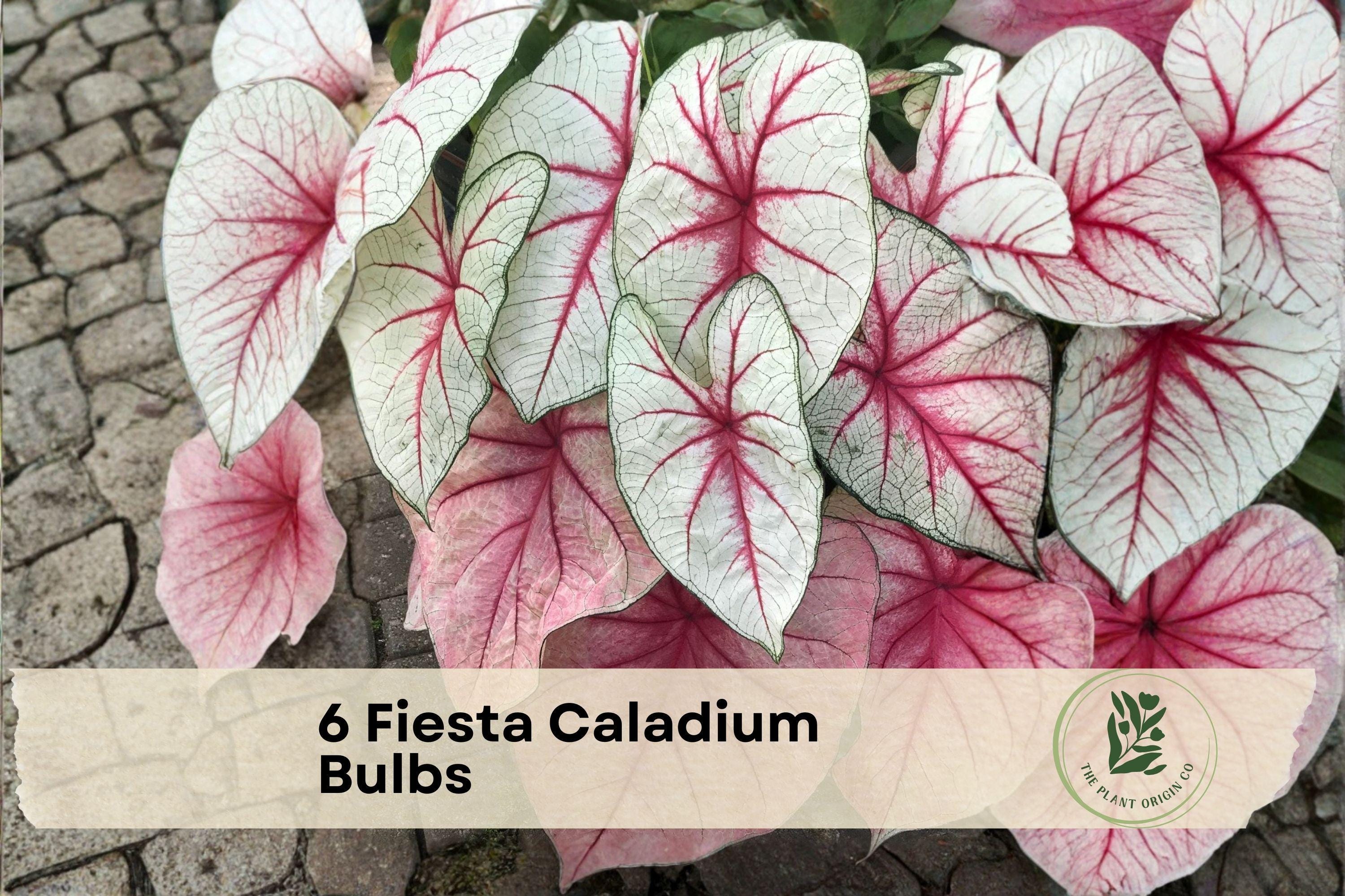 6 Fiesta Caladium Bulbs - Caladium bicolor, Colorful Fancy Leaf Tropical Foliage for Shade Gardens & Containers