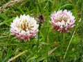 Alsike Clover Seeds 100 – Nitrogen Fixing Cover Crop for Pasture, Forage, Pollinator Habitat – Trifolium hybridum