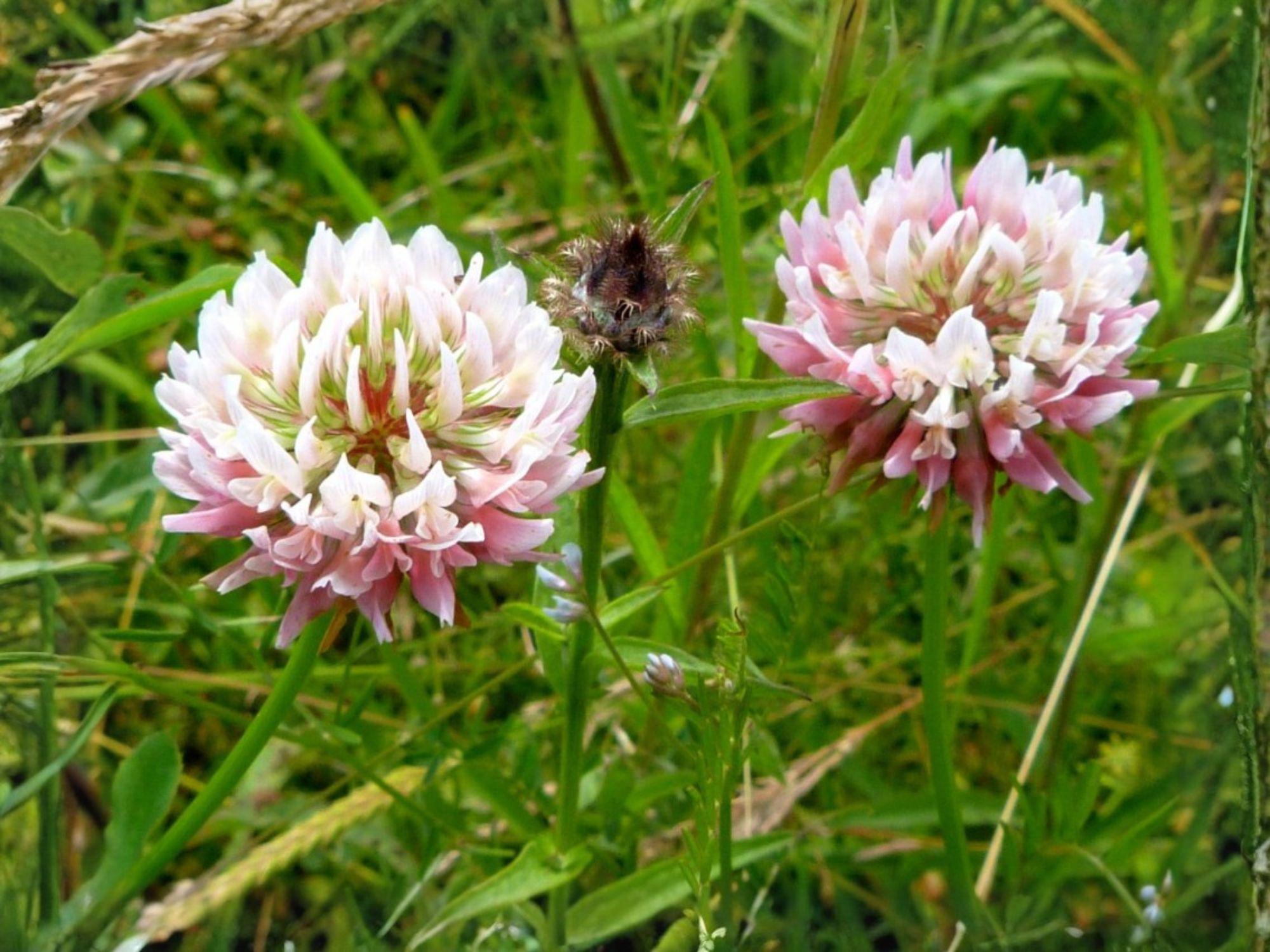 Alsike Clover Seeds 100 – Nitrogen Fixing Cover Crop for Pasture, Forage, Pollinator Habitat – Trifolium hybridum