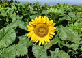Dwarf Sunflower Seeds – Sunspot Variety – 50 Bright Golden Blooms for Container & Small Gardens Helianthus annuus
