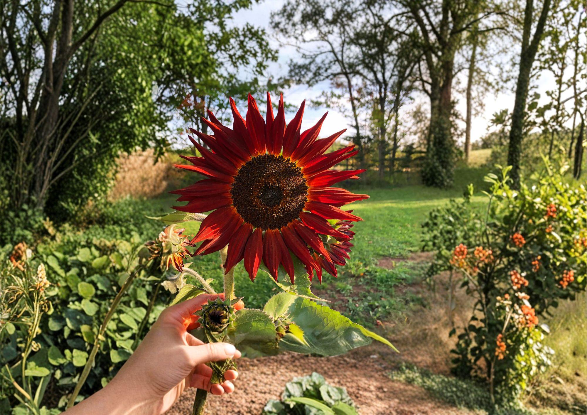 Velvet Queen Sunflower Seeds – Deep Red Bronze Blooms, Summer Garden Flower, Pollinator Friendly, Cut Flower, 50 Seeds
