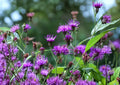 New York Ironweed Seeds – 100 Native Purple Wildflower Perennial (Vernonia noveboracensis) for Pollinator Gardens