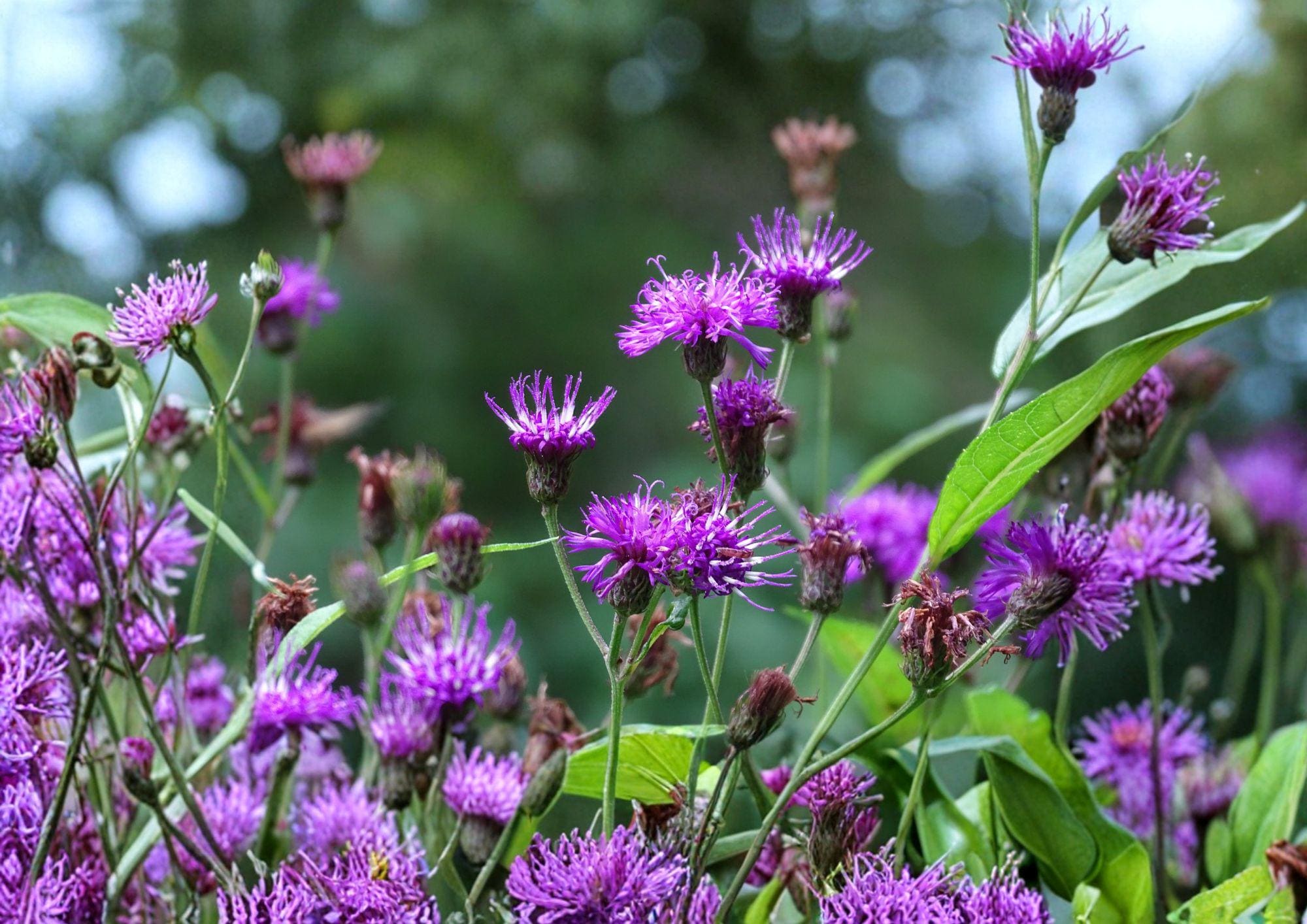 New York Ironweed Seeds – 100 Native Purple Wildflower Perennial (Vernonia noveboracensis) for Pollinator Gardens