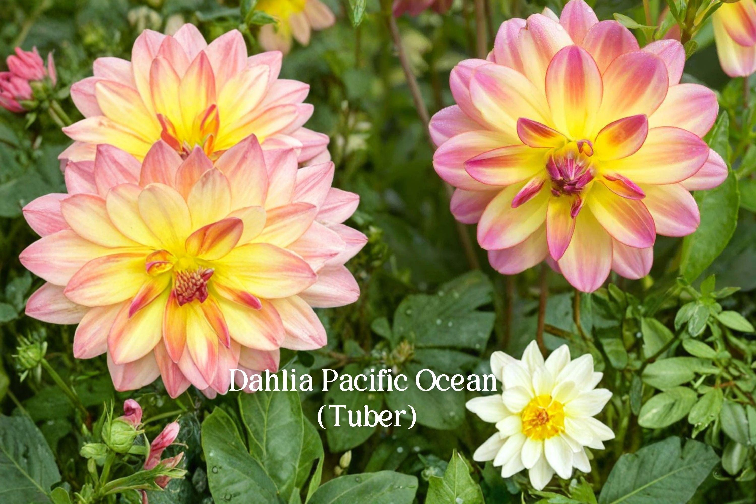 Dahlia ‘Pacific Ocean’ Tuber – Pink Yellow Bicolor Flowering Plant for Garden, Cut Flowers, Containers