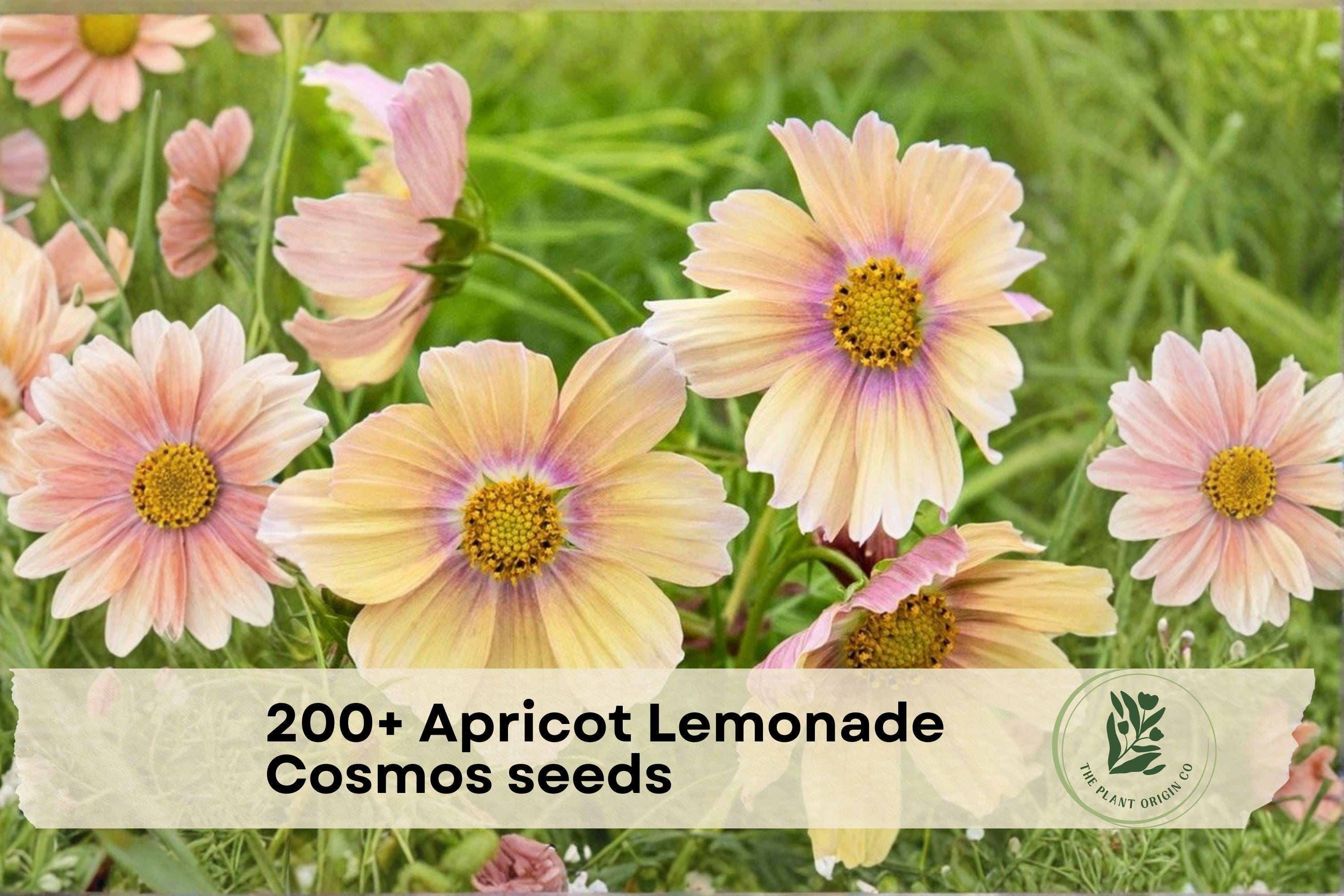 Apricot Lemonade Cosmos Seeds – Cosmos bipinnatus, Pastel Flowers for Gardens, Borders & Pollinator Attracting, 200+ Seeds