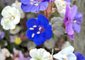 California Bluebells Seeds – Phacelia campanularia, Desert Wildflower, Cobalt Blue Bell-Shaped Flowers, 100 Seeds