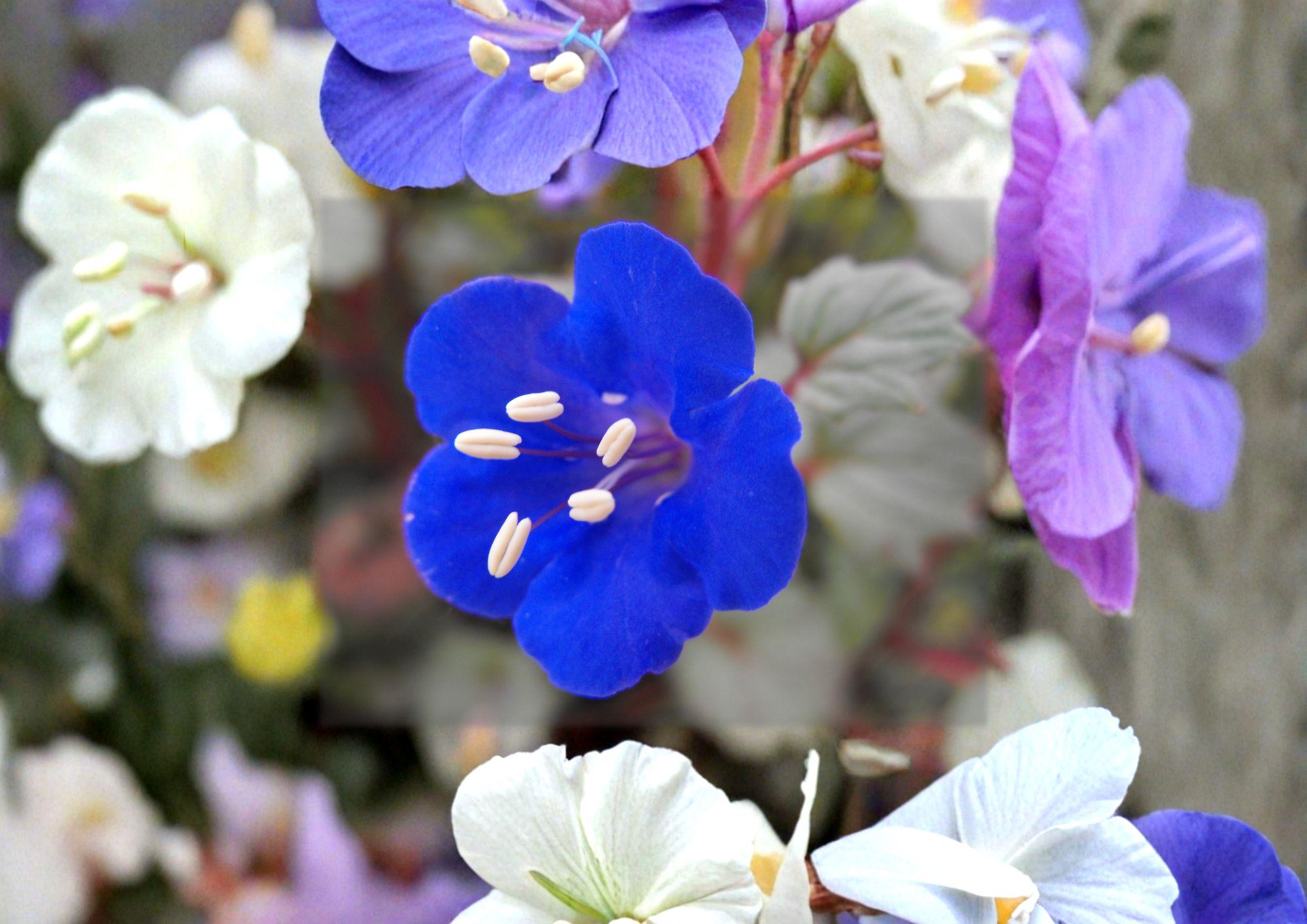 California Bluebells Seeds – Phacelia campanularia, Desert Wildflower, Cobalt Blue Bell-Shaped Flowers, 100 Seeds