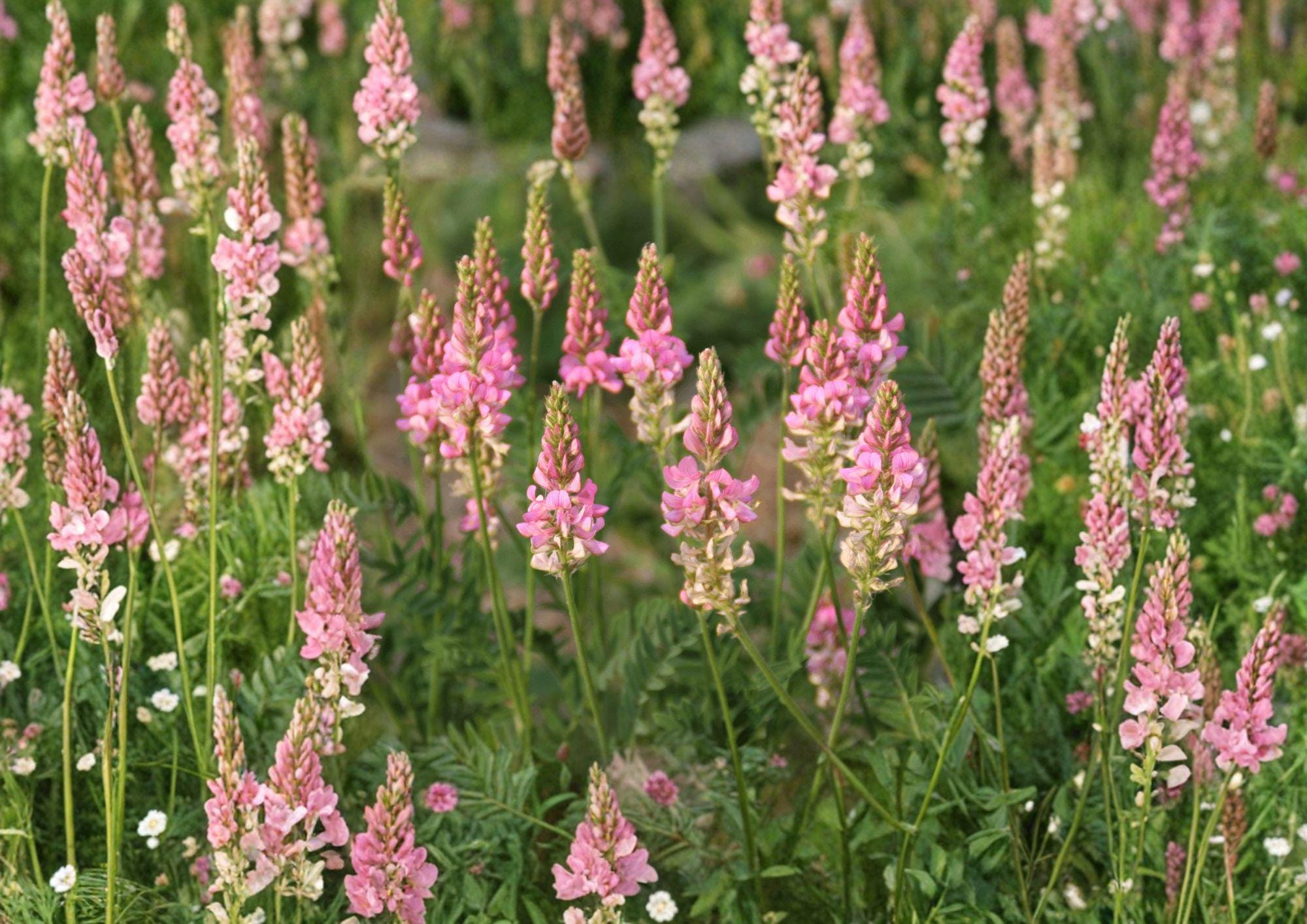 Sainfoin Shoshone Seeds – Pink Flowering Cover Crop, Nitrogen Fixing Perennial, Pollinator-Friendly, Meadow & Sustainable Plant
