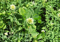 Berseem Clover Seeds, Cover Crop, Trifolium alexandrinum, Nitrogen Fixing, Organic Gardening, 100 Seeds