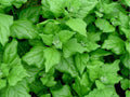 New Zealand Spinach Seeds – 100 Count, Heat Tolerant Greens, Tetragonia tetragonioides, Summer Garden Leafy Greens