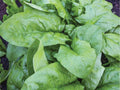 Viroflay Spinach Seeds – 100 Count, French Heirloom, Large Leaf, Non-GMO, Cool-Season Vegetable for Salads & Cooking