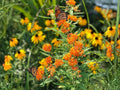 Asclepias tuberosa Butterfly Weed Seeds – Native Wildflower, Pollinator & Butterfly Garden, Non-GMO, Heirloom, Open-Pollinated