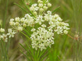 Asclepias verticillata Seeds – Heirloom Whorled Milkweed for Pollinator Gardens, Native Wildflower, Butterfly Garden