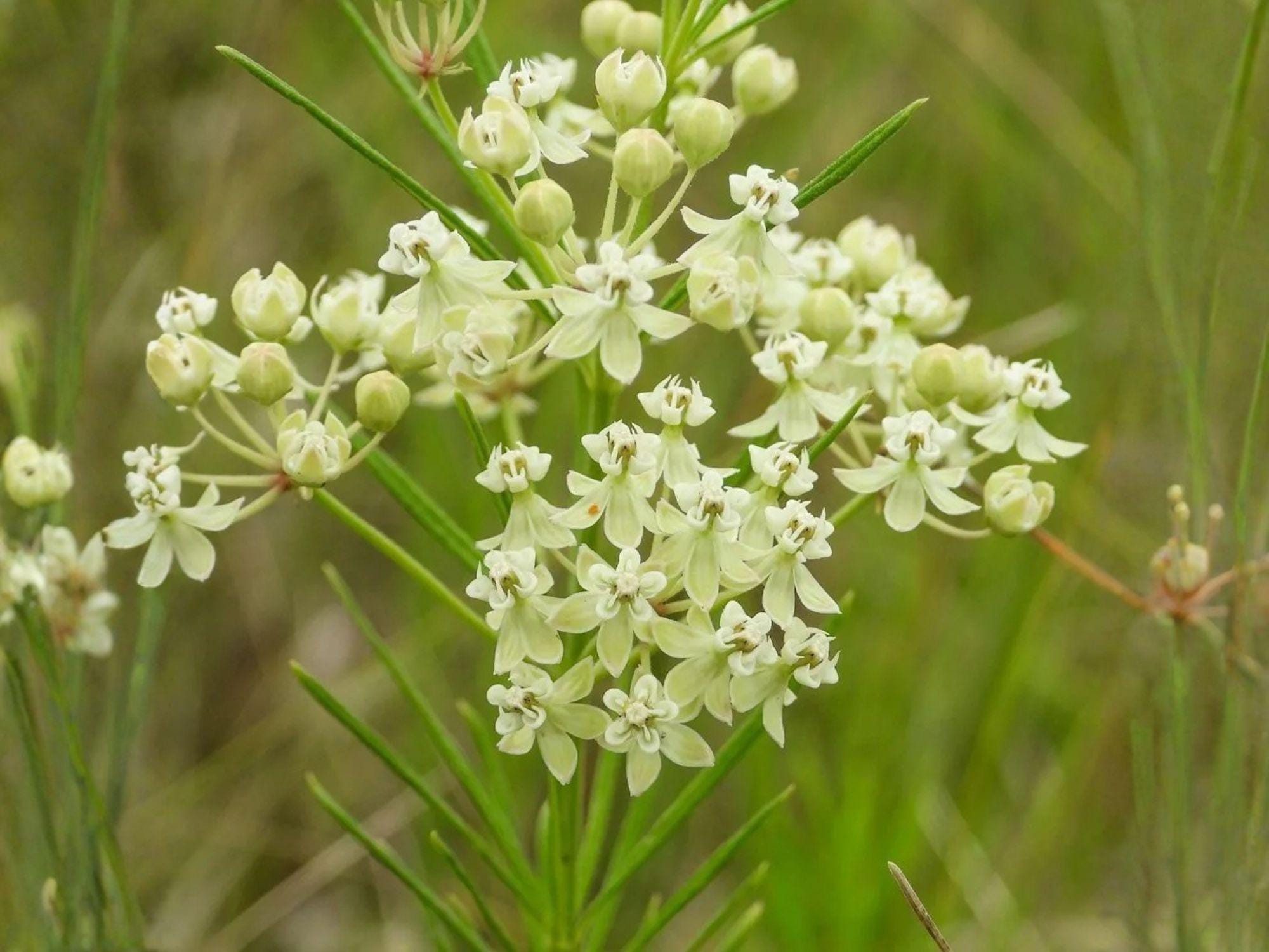Asclepias verticillata Seeds – Heirloom Whorled Milkweed for Pollinator Gardens, Native Wildflower, Butterfly Garden