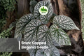 25 Snow Capped Begonia Seeds - Ornamental Flowering Plant, Begonia semperflorens, White & Pink Blooms, Decorative Foliage, Shade Garden