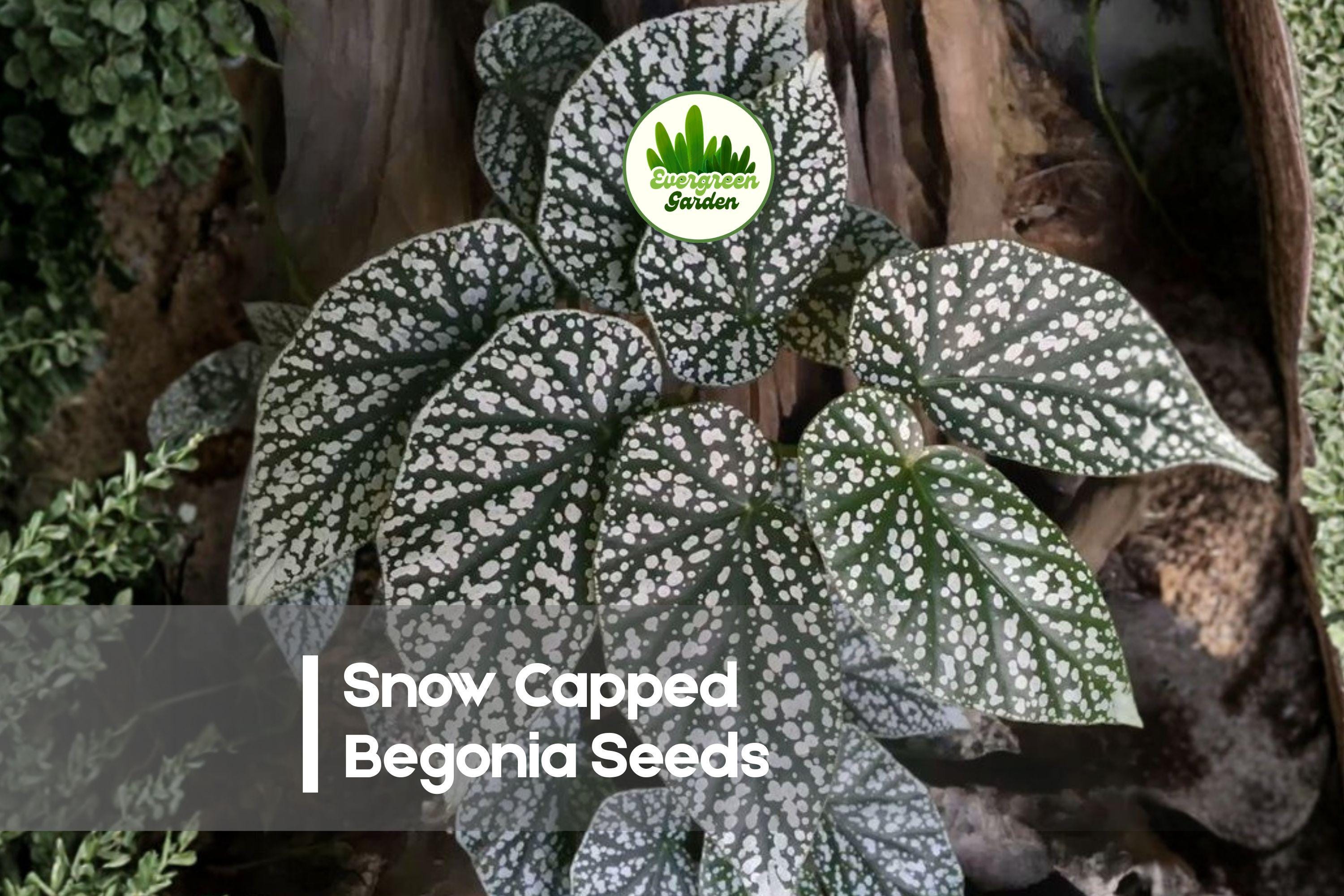 25 Snow Capped Begonia Seeds - Ornamental Flowering Plant, Begonia semperflorens, White & Pink Blooms, Decorative Foliage, Shade Garden