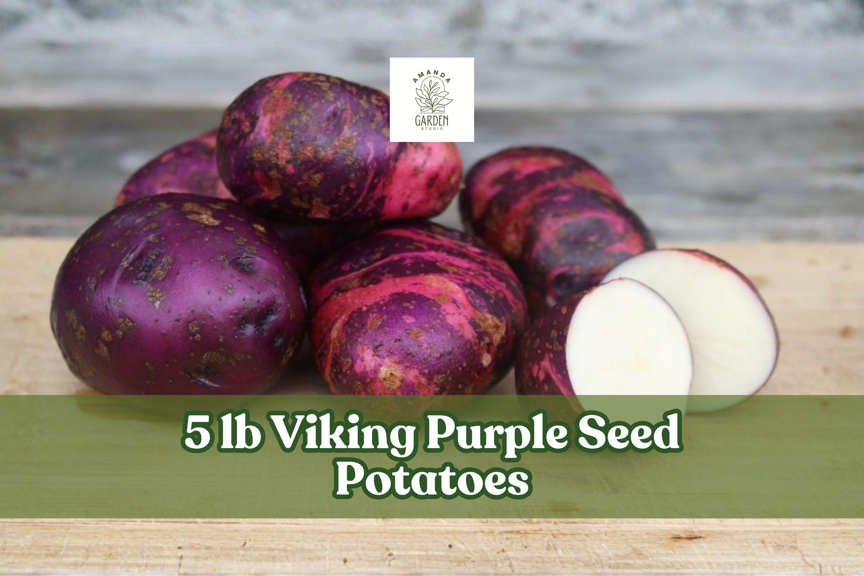 Viking Purple Seed Potatoes – 5 lb Garden Vegetable Crop, Purple Skin, Solanum tuberosum