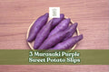 Murasaki Purple Sweet Potato Slips – Vegetable Plant, Trailing Vine, Ipomoea batatas, Full Sun, Garden Crop
