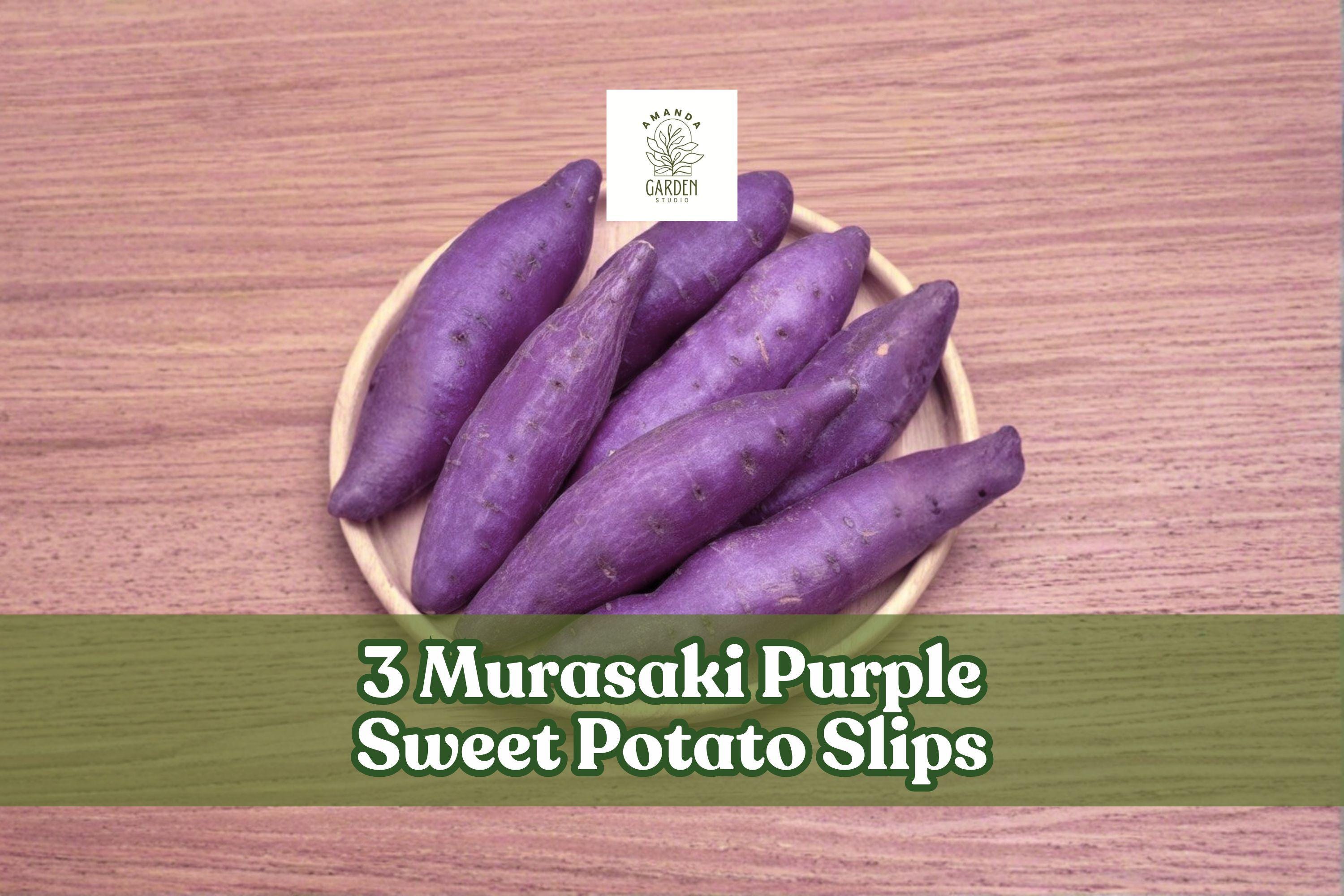 Murasaki Purple Sweet Potato Slips – Vegetable Plant, Trailing Vine, Ipomoea batatas, Full Sun, Garden Crop