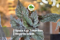 Space Age Triton Rex Begonia Seeds | Ornamental Foliage Plant | Begonia rex-cultorum | Indoor & Container Gardening