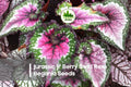 25+ Jurassic Jr Berry Swirl Rex Begonia Seeds – Ornamental Foliage Plant, Begonia rex-cultorum, Berry Red & Silver Swirl