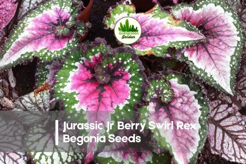 25+ Jurassic Jr Berry Swirl Rex Begonia Seeds – Ornamental Foliage Plant, Begonia rex-cultorum, Berry Red & Silver Swirl