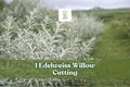 Edelweiss Willow Cutting, Variegated Salix Plant for Hedges and Landscape, Unrooted Deciduous Shrub