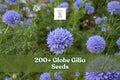 200+ Globe Gilia Seeds – Gilia capitata Wildflower, Blue Annual for Gardens, Borders & Meadow Plantings