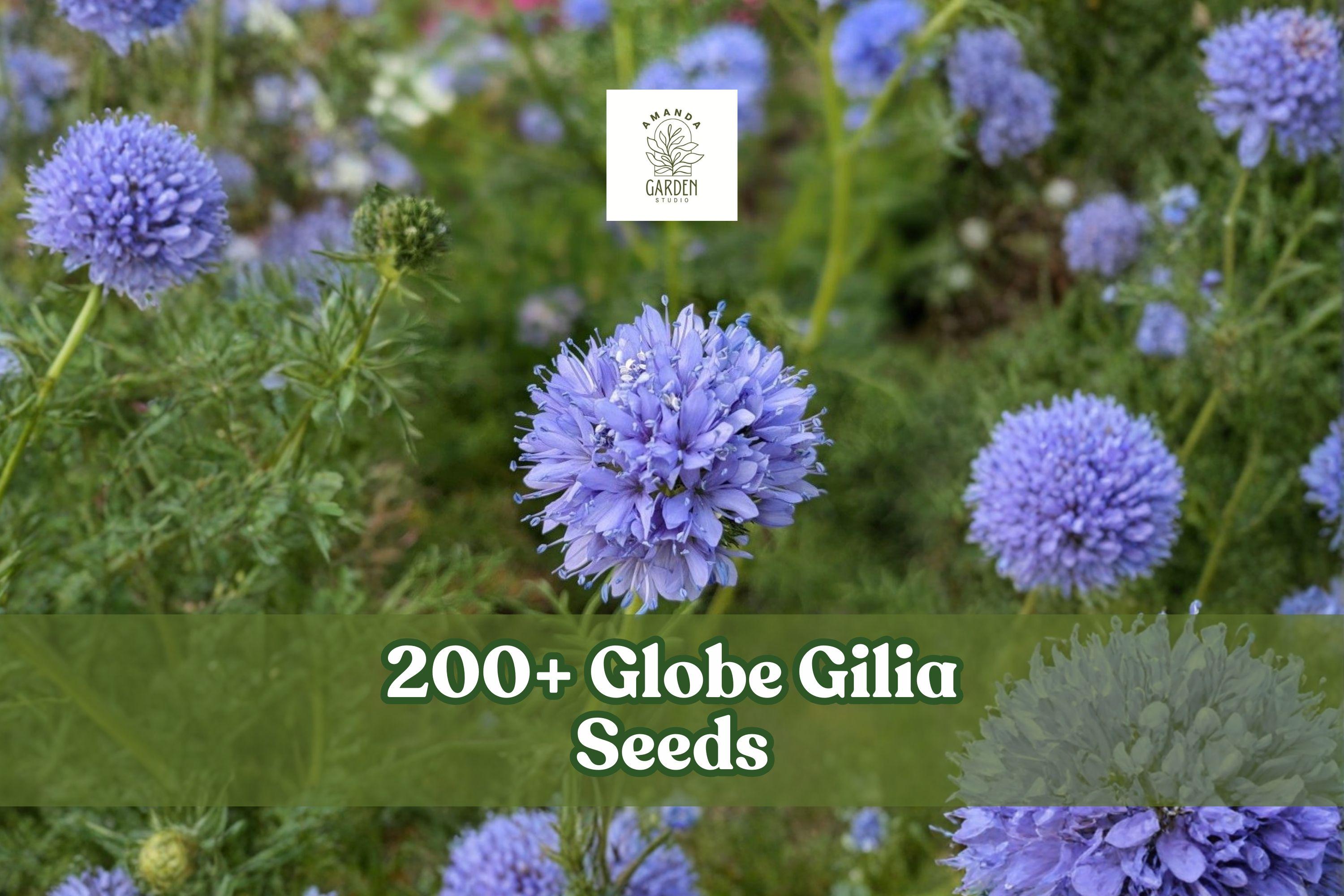 200+ Globe Gilia Seeds – Gilia capitata Wildflower, Blue Annual for Gardens, Borders & Meadow Plantings