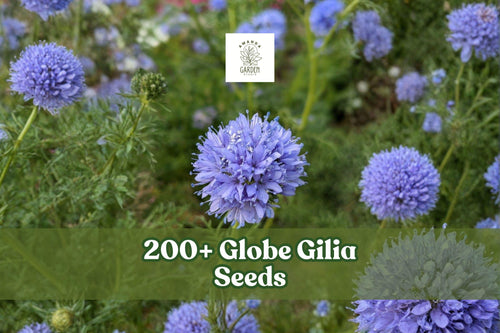 200+ Globe Gilia Seeds – Gilia capitata Wildflower, Blue Annual for Gardens, Borders & Meadow Plantings