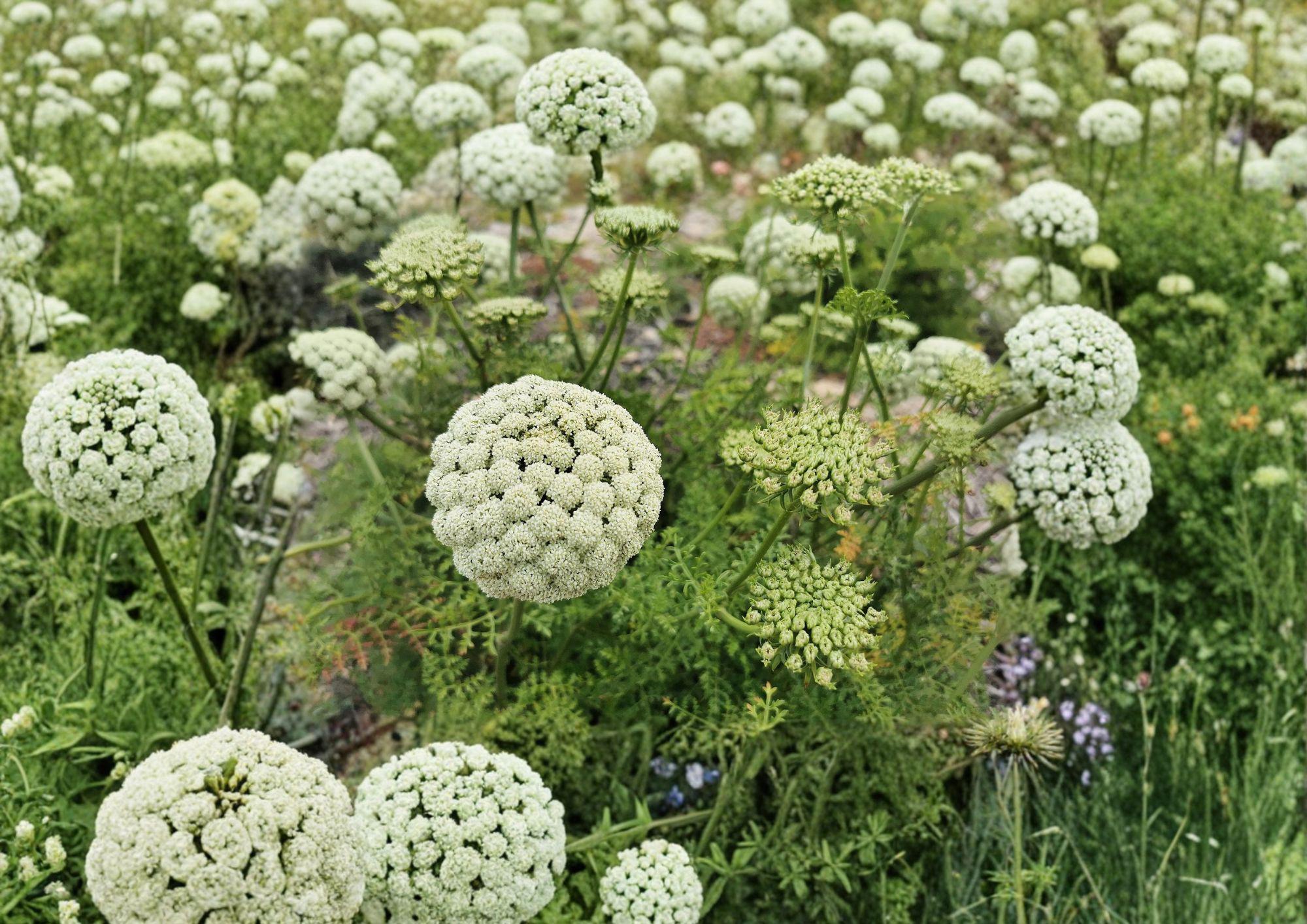 Bishop’s Flower Seeds – Ammi Majus White Lace Blooms for Cottage Gardens, Cut Flowers & Borders, Pollinator Friendly Annual