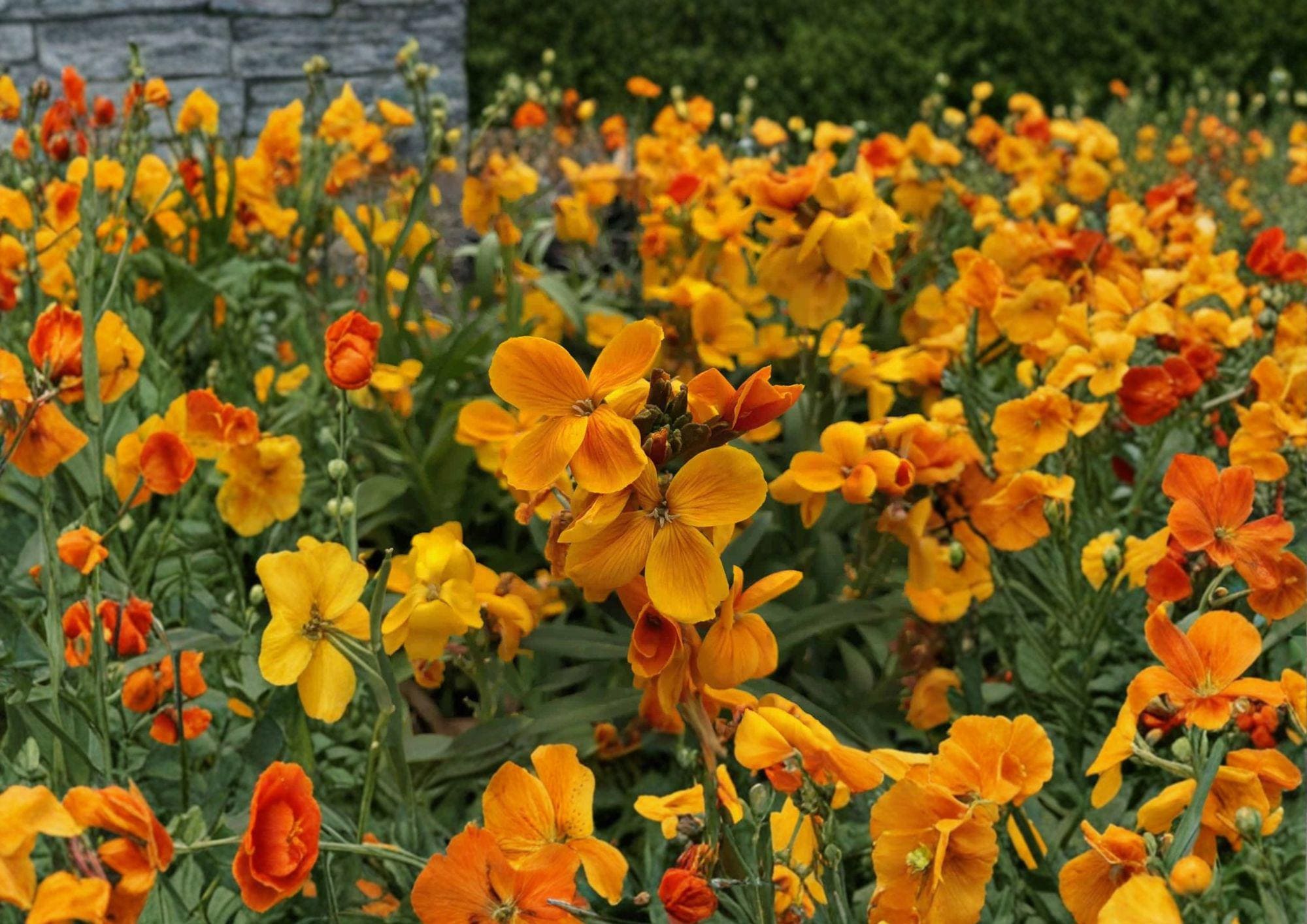 Siberian Wallflower Seeds – 100 Bright Orange Spring Flower Seeds for Borders & Gardens (Cheiranthus allionii)