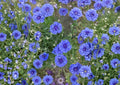 Blue Bachelor's Button Seeds – 100 Cornflower (Centaurea cyanus) Annual for Borders, Wildflower Gardens, and Cut Flowers