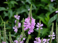 Obedient Plant Seeds – Heirloom Non-GMO Wildflower, Pink-Lavender, Native Pollinator Garden, Physostegia virginiana, 50 Seeds