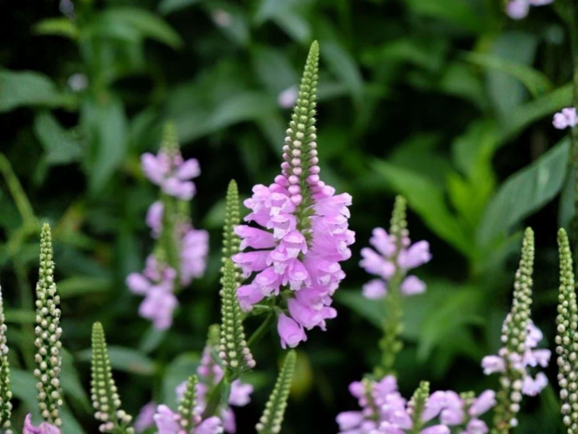 Obedient Plant Seeds – Heirloom Non-GMO Wildflower, Pink-Lavender, Native Pollinator Garden, Physostegia virginiana, 50 Seeds