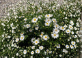 Heath Aster Seeds – 100 Native White Wildflower Seeds for Fall Garden, Symphyotrichum pilosum, Pollinator-Friendly Perennial
